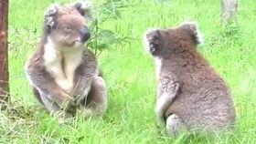 娱乐吃瓜酱考拉打架,娱乐吃瓜酱背后的神秘冲突揭秘